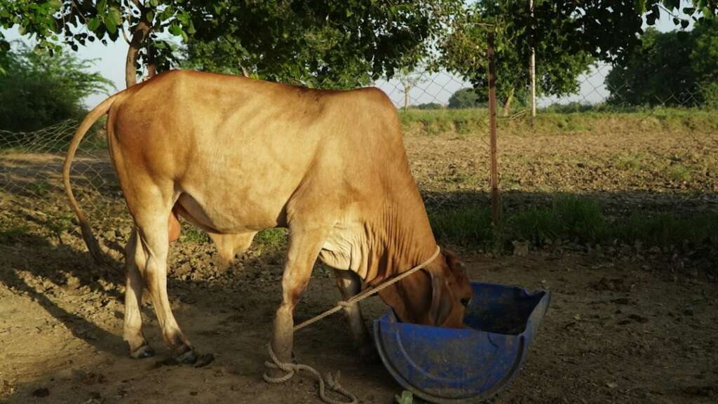 A thin brown cow drinks from a blue trough
