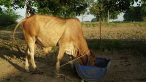 A thin brown cow drinks from a blue trough