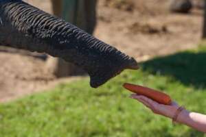 Elephant trunk reaching for a carrot held by a person