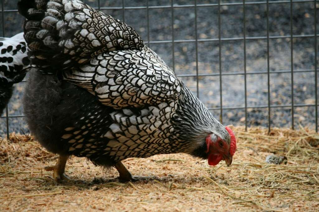 A couple of chickens standing next to each other