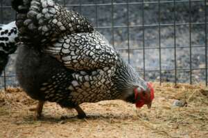 A couple of chickens standing next to each other
