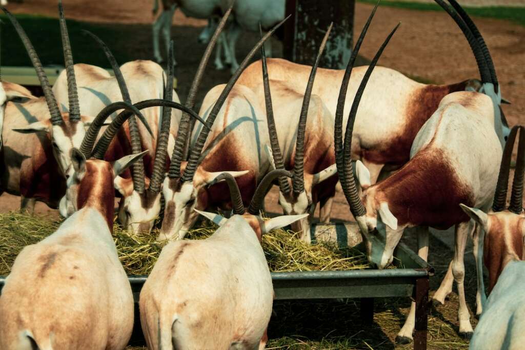 A herd of oryx antelope eating hay from a trough