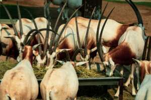 A herd of oryx antelope eating hay from a trough