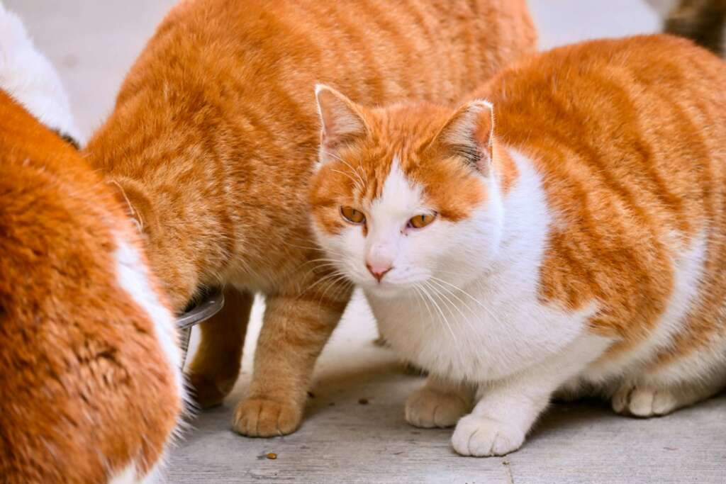 Three orange and white cats gathered together