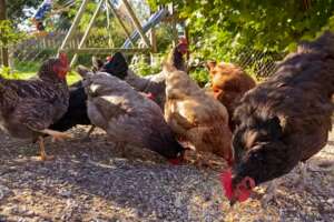 a group of chickens standing next to each other